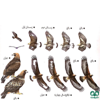 گونه عقاب طلایی Golden Eagle